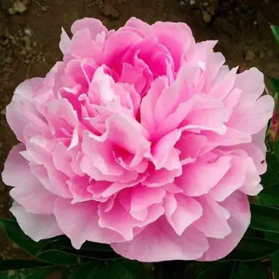 Пион ЛЕТЯЩИЙ ЖУРАВЛЬ травянистый в Орше