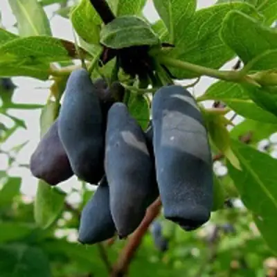 Жимолость съедобная ЧУЛЫМСКАЯ в Орше