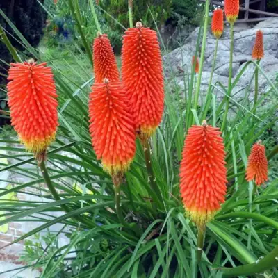 Книфофия БЕНГАЛ ФАЕР гибридная в Орше