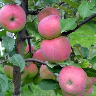 Яблоня БРЯНСКОЕ РОЗОВОЕ в Орше