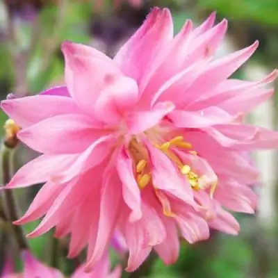 Аквилегия БАРЛОУ ПИНК гибрид МакКаны в Орше