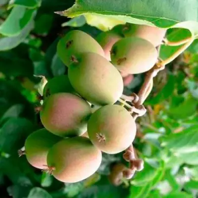 Актинидия ГИБРИДНАЯ КОЛБАСИНОЙ в Орше