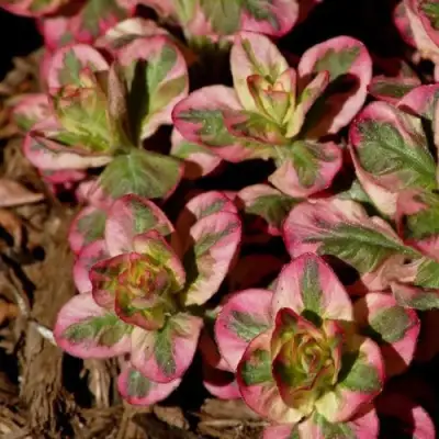 Вербейник АЛЕКСАНДР точечный в Орше