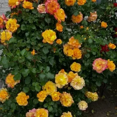 Роза САХАРА плетистая в Орше