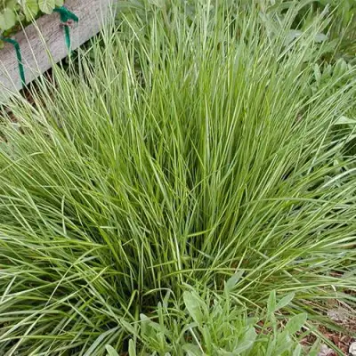 Вейник АВАЛАНШ остроцветковый в Орше