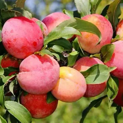 Слива ФАВОРИТЕ ДЕ СУЛТАНО в Орше