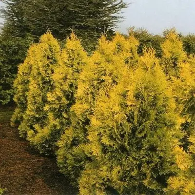 Туя ЕВРОПА ГОЛД западная в Орше