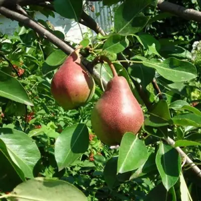 Груша РУМЯНАЯ КЕДРИНА в Орше