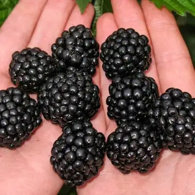 Ежевика ДЖАМБО бесшипная  в Орше