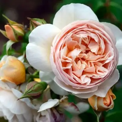 Роза ДЖУЛЬЕТТА английская в Орше