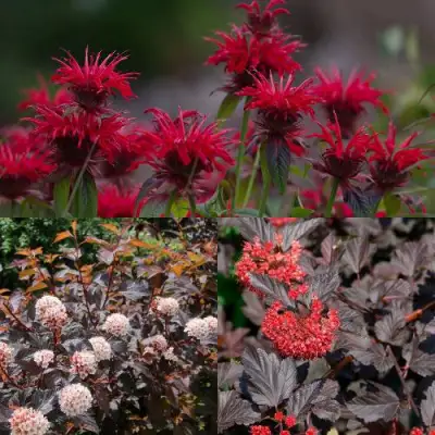 Комплект ОГНЕННЫЙ МИКС в Орше