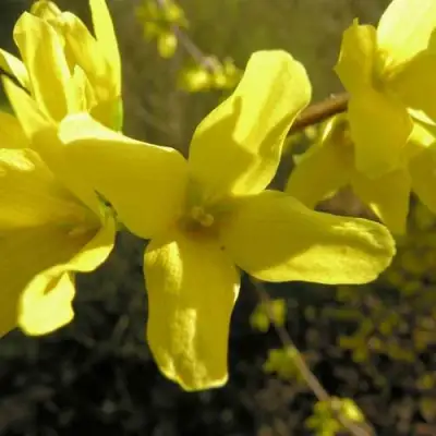 Форзиция ФОРЧУНА в Орше