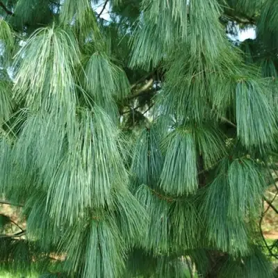 Сосна гриффита в Орше