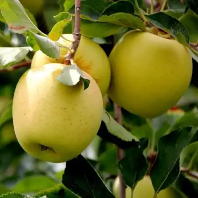 Яблоня ГОЛДЕН ВЛАДИМИРСКИЙ в Орше