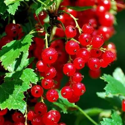 Смородина красная НЕНАГЛЯДНАЯ в Орше