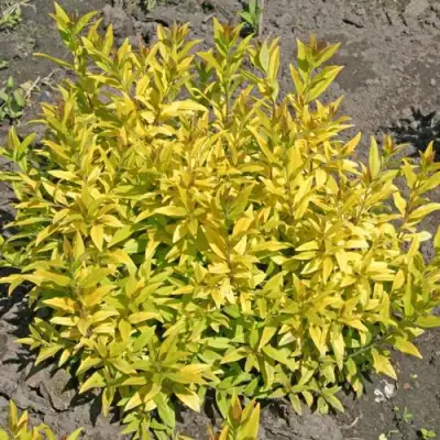 Бирючина АУРЕА обыкновенная в Орше