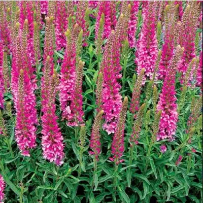 Вероника РОНИКА ФУКСИЯ в Орше