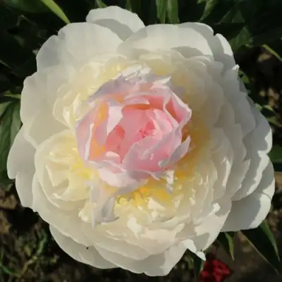 Пион БЛАШ КВИН травянистый в Орше