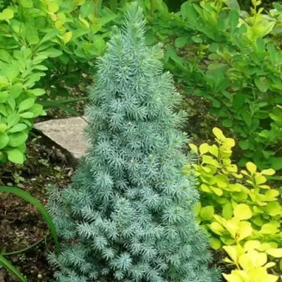 Ель КОНИКА сизая в Орше