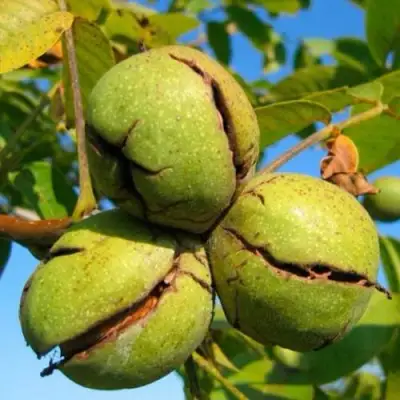 Грецкий орех ПИНСКИЙ в Орше