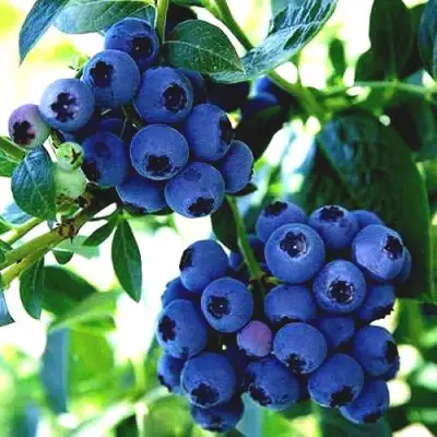 Голубика РЕКА в Орше