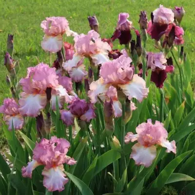 Ирис БЛАШИНГ ПИНК бородатый в Орше