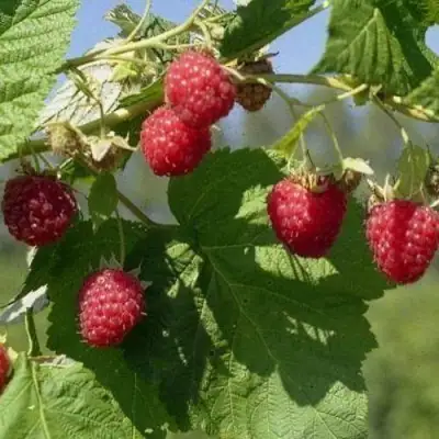 Малина КОЛОКОЛЬЧИК в Орше