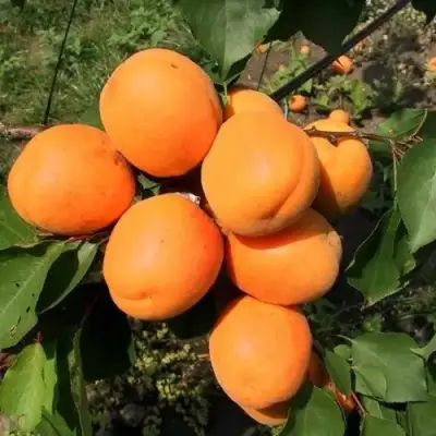 Абрикос ХАРГРАНД в Орше