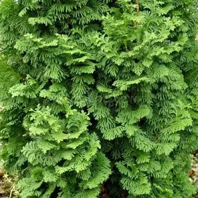 Туя СПИРАЛИС МИНИ западная в Орше