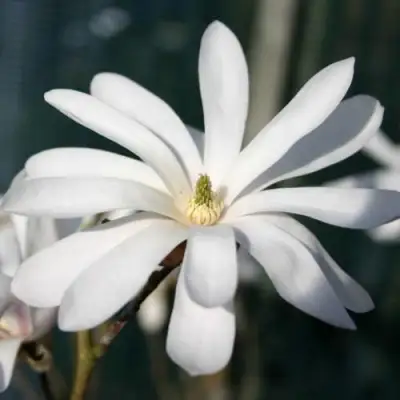 Магнолия РОЯЛ СТАР в Орше