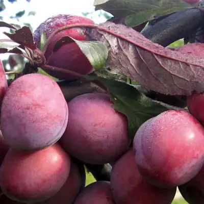 Слива ПАННА в Орше