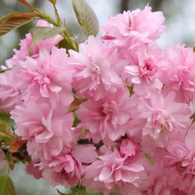 Сакура РОЗЕА ПЛЕНА в Орше