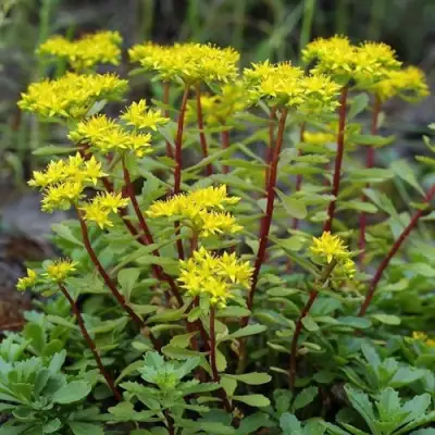 Очиток (седум) ИММЕРГРЮНХЕН в Орше