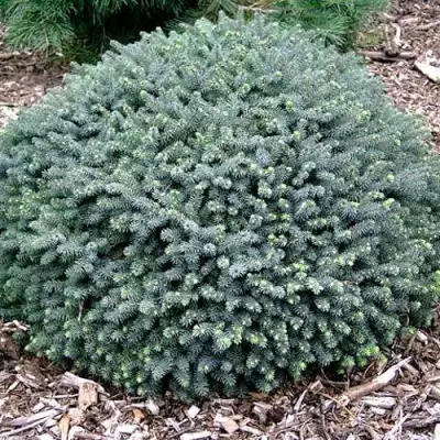 Ель ЭХИНИФОРМИС сизая в Орше