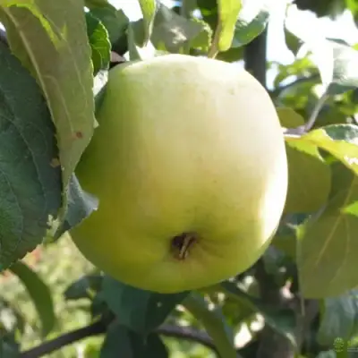 Яблоня АНТОНОВКА ОБЫКНОВЕННАЯ в Орше