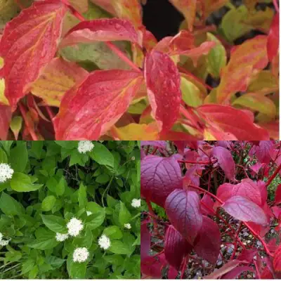 Комплект СЕВЕРНОЕ СИЯНИЕ в Орше