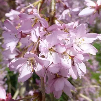 Сакура ПЕНДУЛА РУБРА в Орше