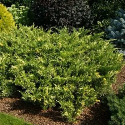 Можжевельник ВАРИЕГАТА казацкий  в Орше