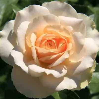 саженцы розы Сан Суси