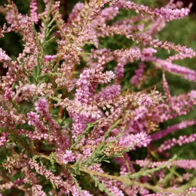 Тамарикс ПИНК КАСКАД в Орше