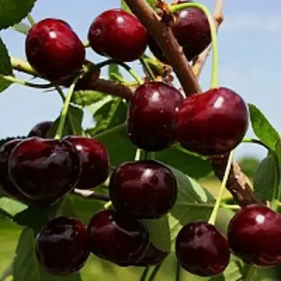 Вишня РОВЕСНИЦА в Орше