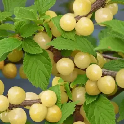 Вишня СНЕВИТ войлочная в Орше