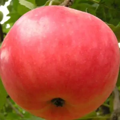 Яблоня СУЙСЛЕПСКОЕ (МАЛИНОВКА) в Орше