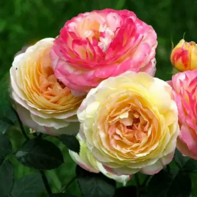 Роза РОЗОМАН ЖАНОН шраб в Орше