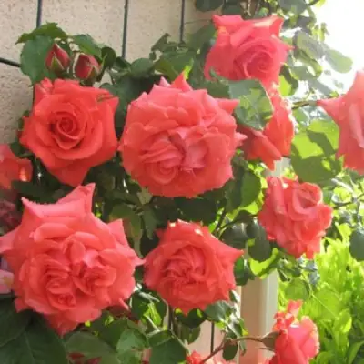 Роза ДИ ДИ БРИДЖУОТЕР плетистая в Орше