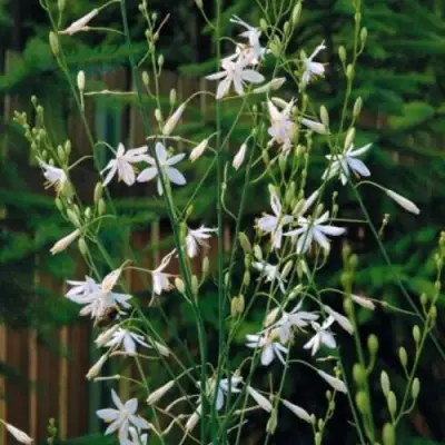 Венечник ветвистый в Орше