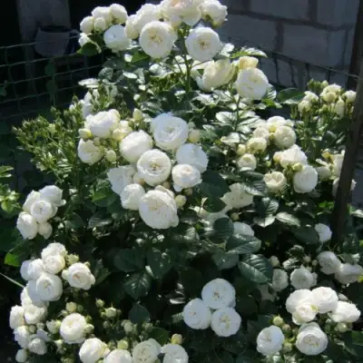 Роза АРТЕМИС шраб в Орше