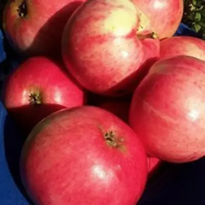 Яблоня СУЙСЛЕПСКОЕ (МАЛИНОВКА) в Орше