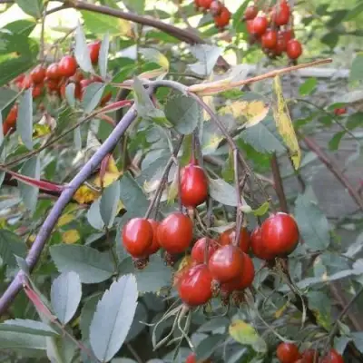 Роза сизая в Орше