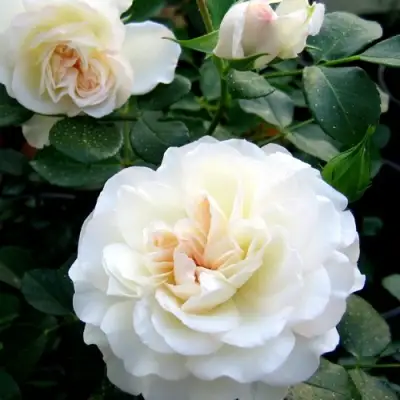 Роза ВАЙТ МЕЙДИЛАНД почвопокровная в Орше